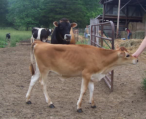 skim milk cow - Cattle