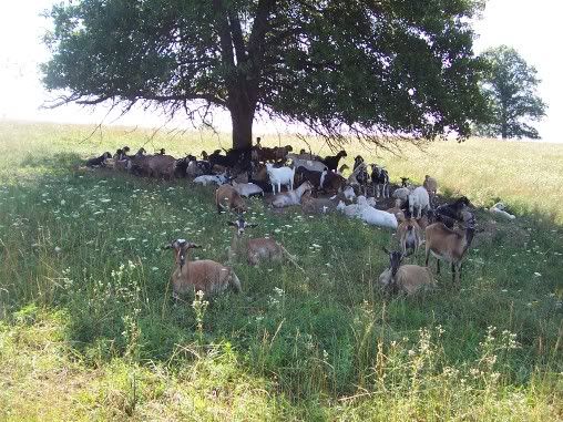 Okay, I want to try this too! - Goats