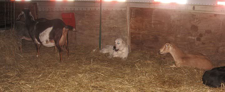 Up on doe watch and bored..... - Goats