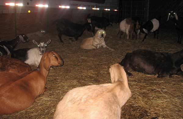 Up on doe watch and bored..... - Goats