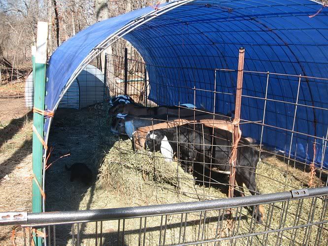 Hay feeder ideas? - Goats