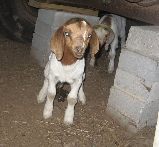 Up on doe watch and bored..... - Goats