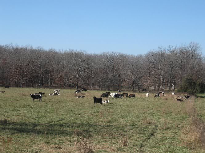 Update on "Trial by Fire" - Cattle