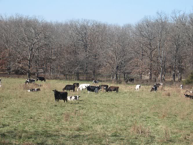 Update on "Trial by Fire" - Cattle