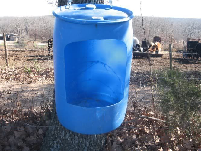 Update on "Trial by Fire" - Cattle