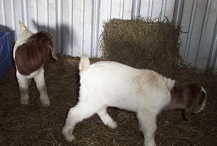 Anyone ever crossed a Saanen w/Boer?? - Goats
