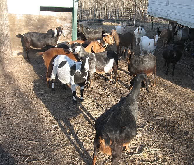 I'm back......mostly. - Goats