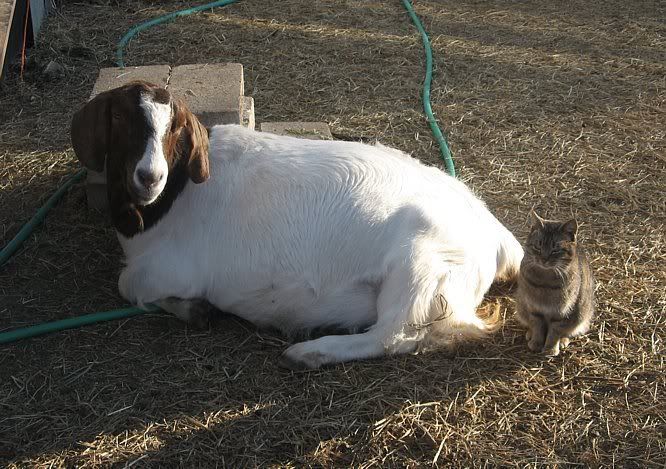 I'm back......mostly. - Goats