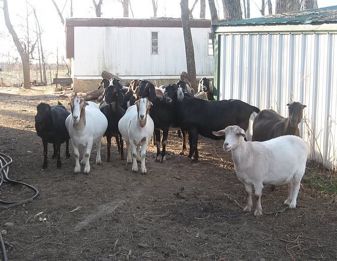 I'm back......mostly. - Goats