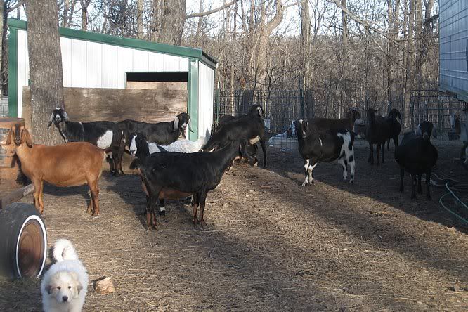 I'm back......mostly. - Goats