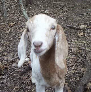 If a doe dies during kiding??? - Goats