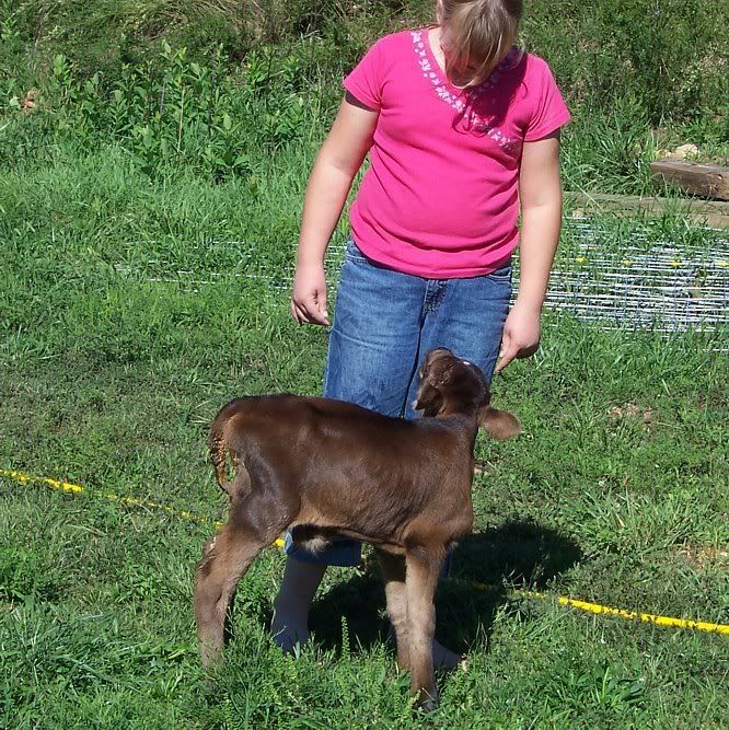 New calf with eye infection - Cattle