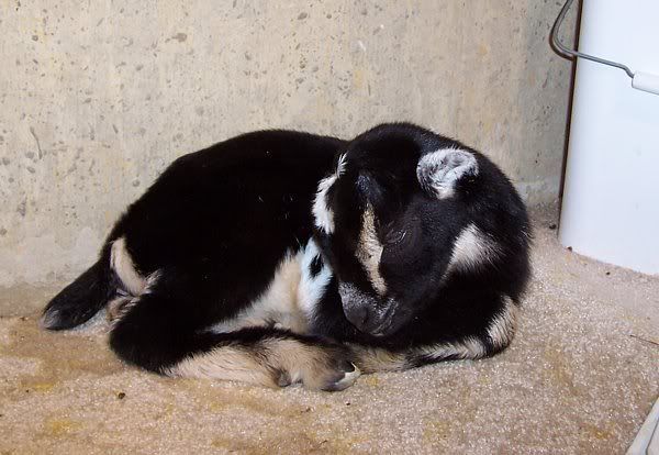 Anyone have LaMancha/Nubian cross? - Goats