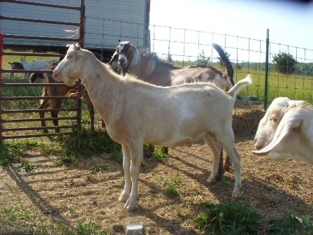 Ok, so I finally took my camera out...... - Goats