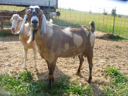 Ok, so I finally took my camera out...... - Goats