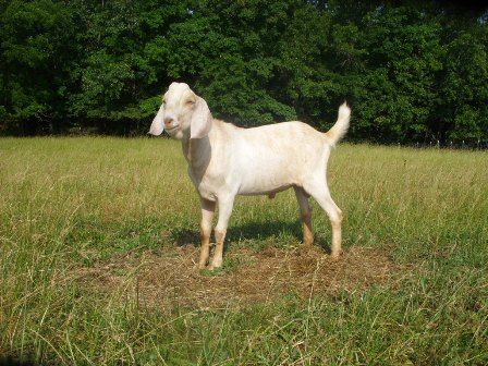 Ok, so I finally took my camera out...... - Goats