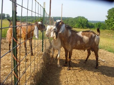 Ok, so I finally took my camera out...... - Goats