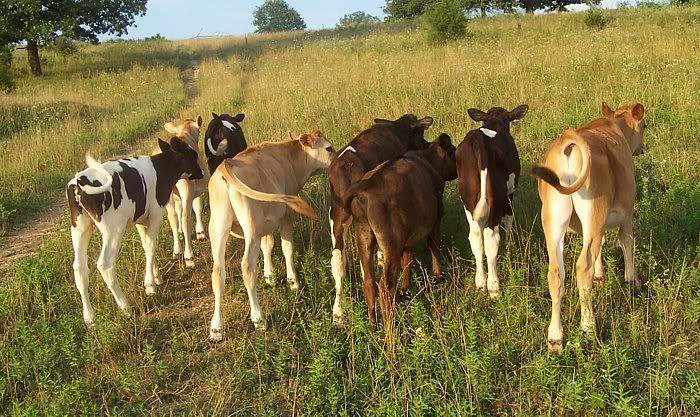 Dairy Heifers for sale in Southern Missouri - Cattle