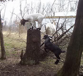 Goat "toy" questions - Goats