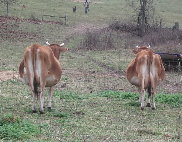 Dexter vs Jersey -which one is The Best? - Cattle