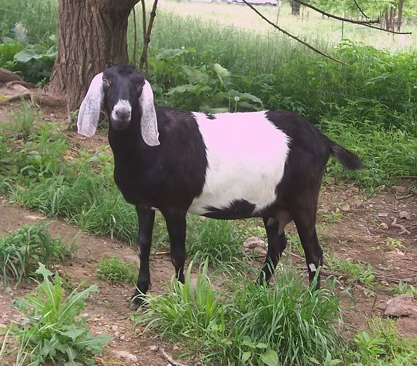 Breeding question - Goats
