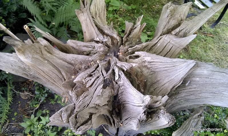 wood