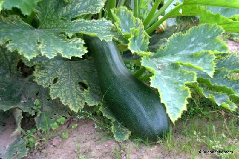 courgette