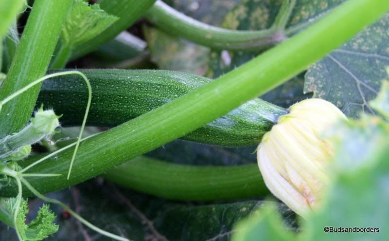 courgette