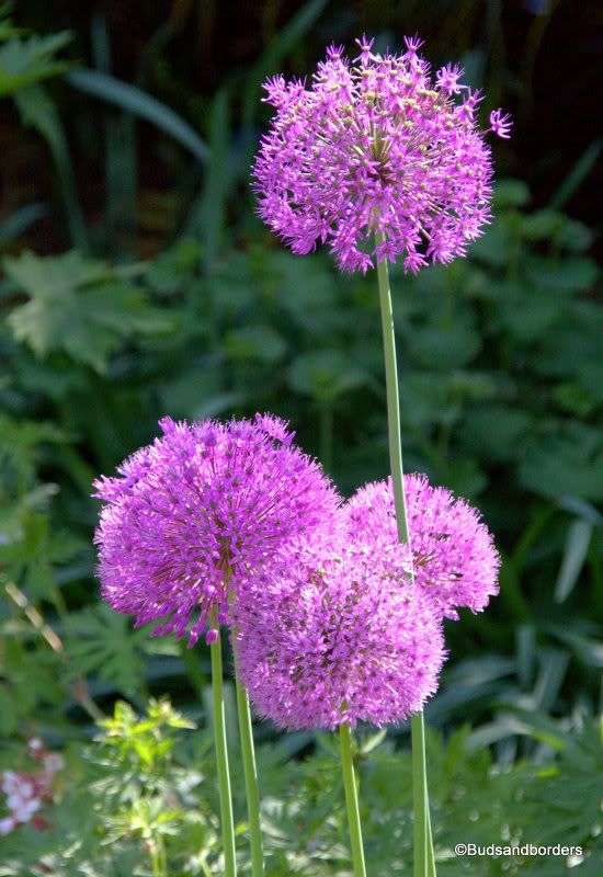 alliums