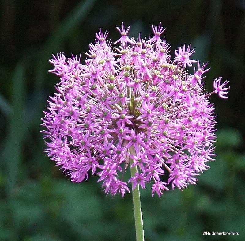 alliums