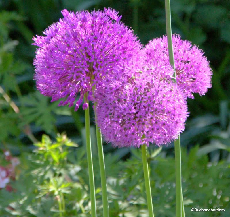 alliums