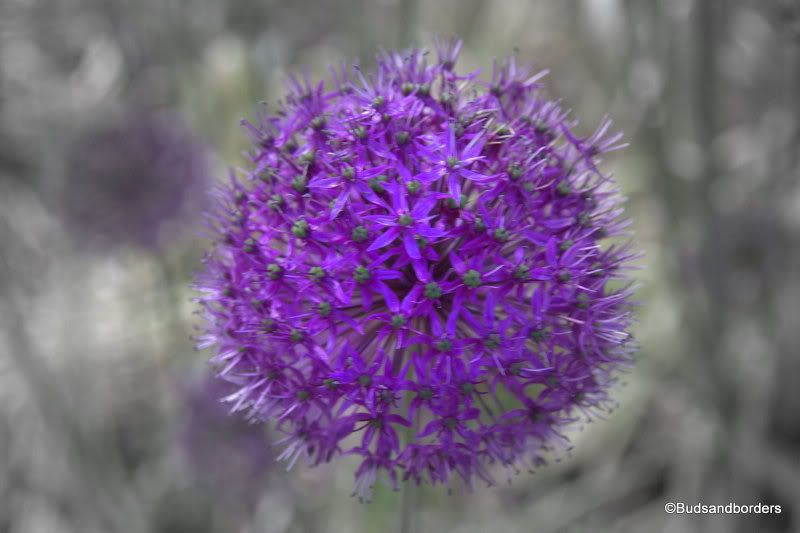 alliums