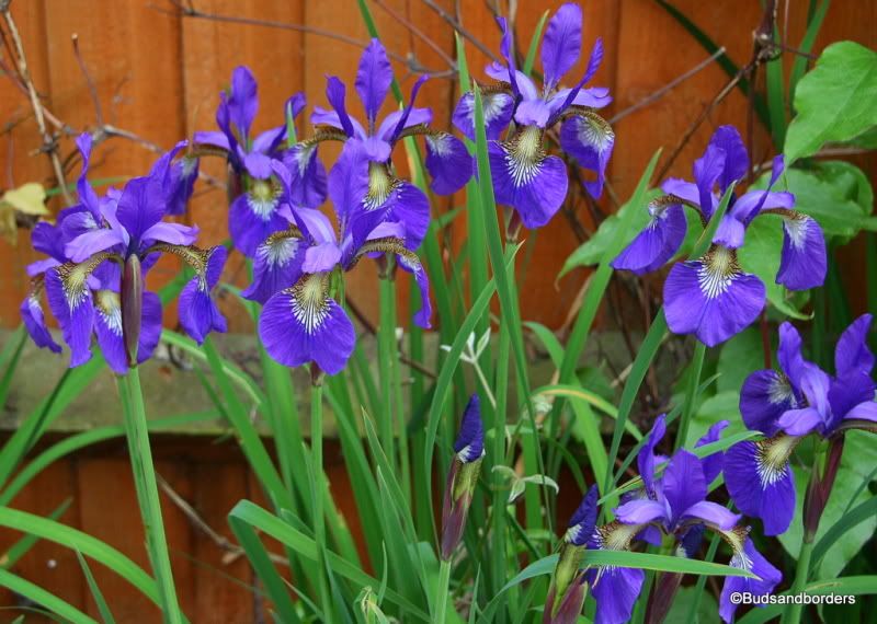 iris