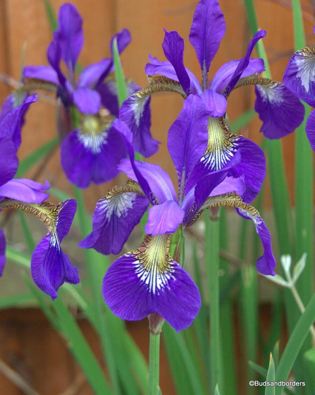 iris