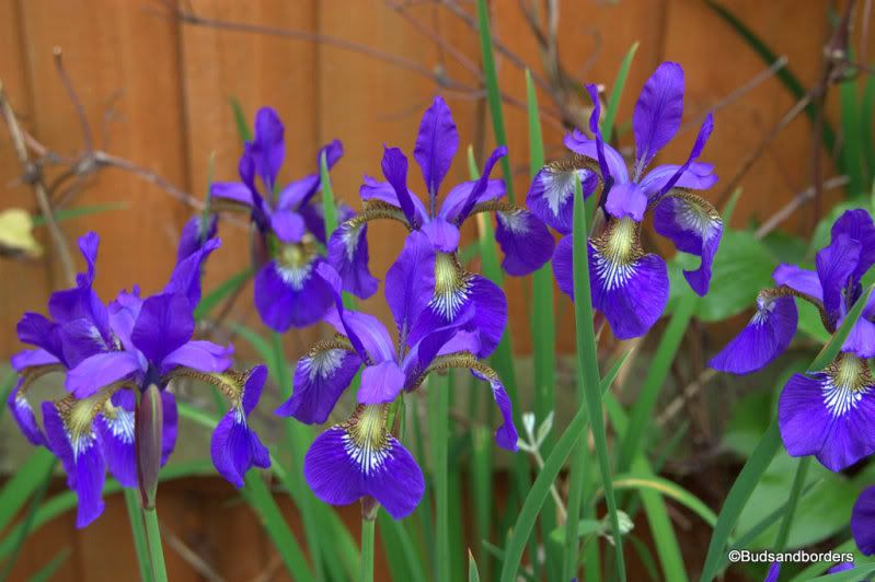 iris