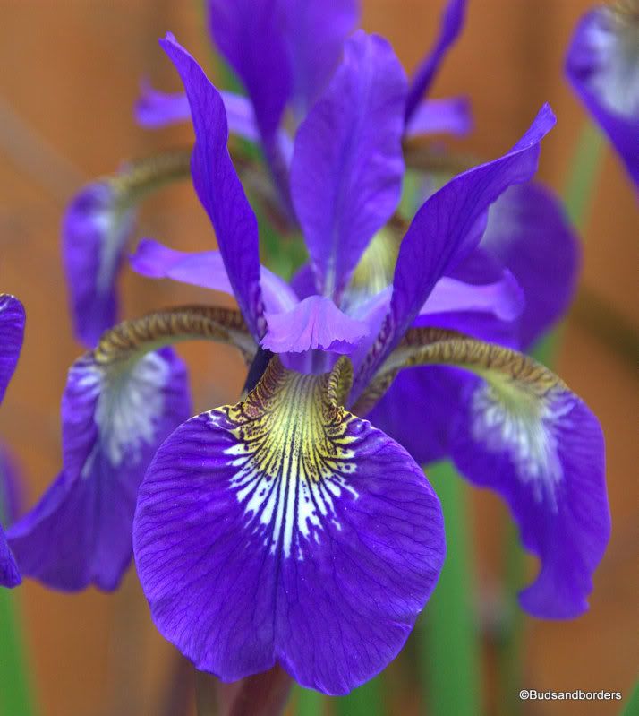iris