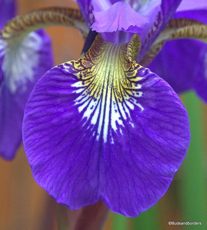 iris