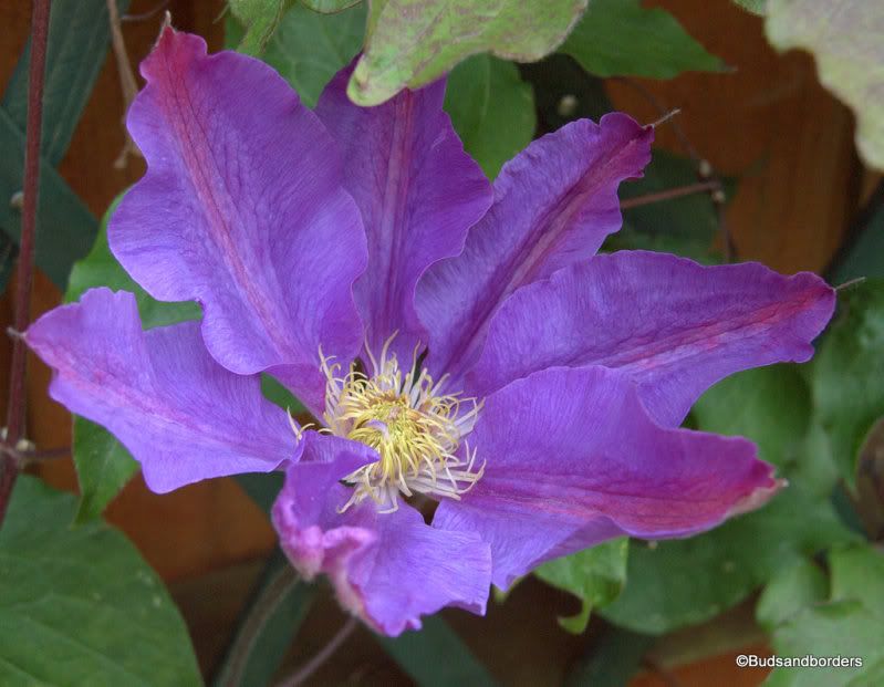 clematis