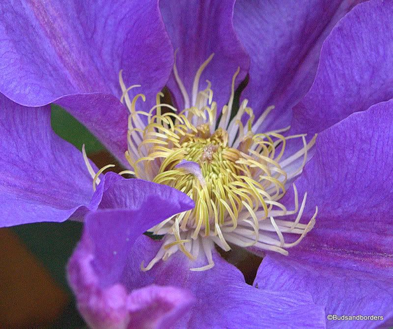 clematis
