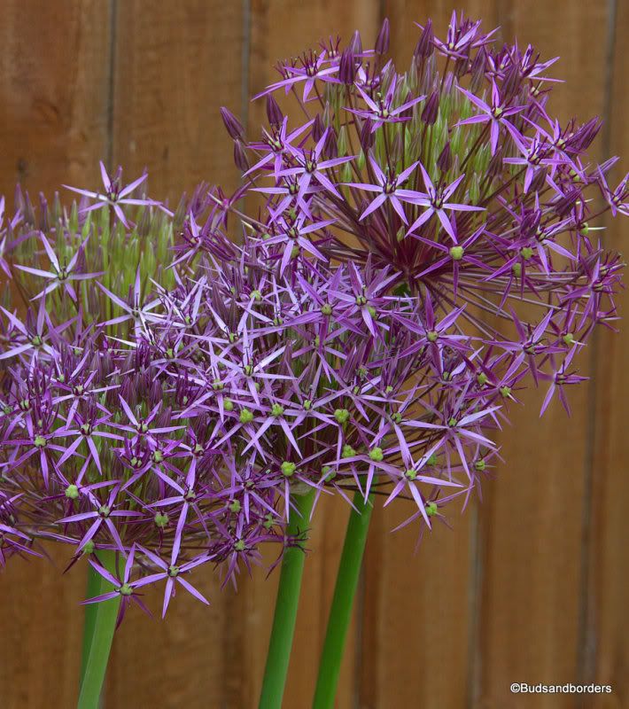 alium