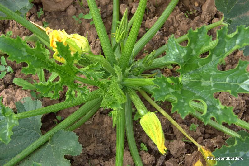 courgette