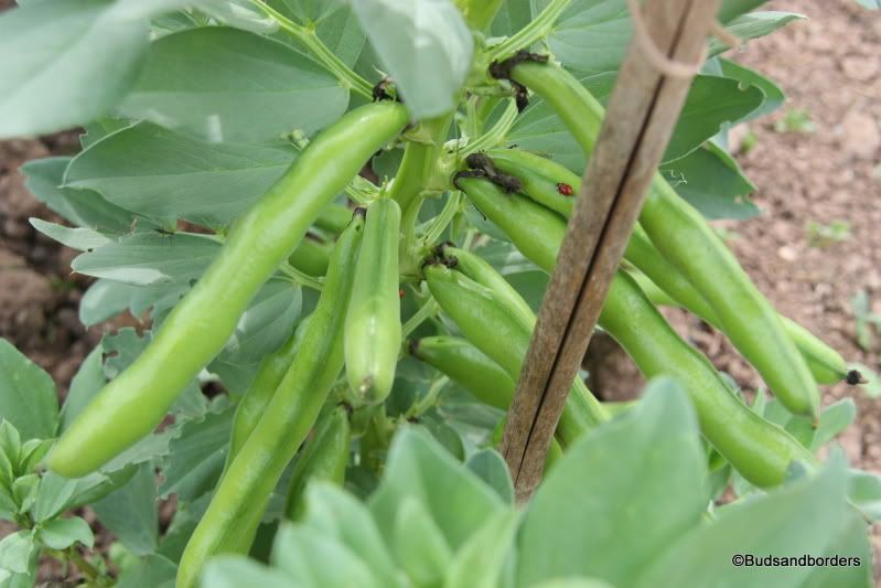 broad beans