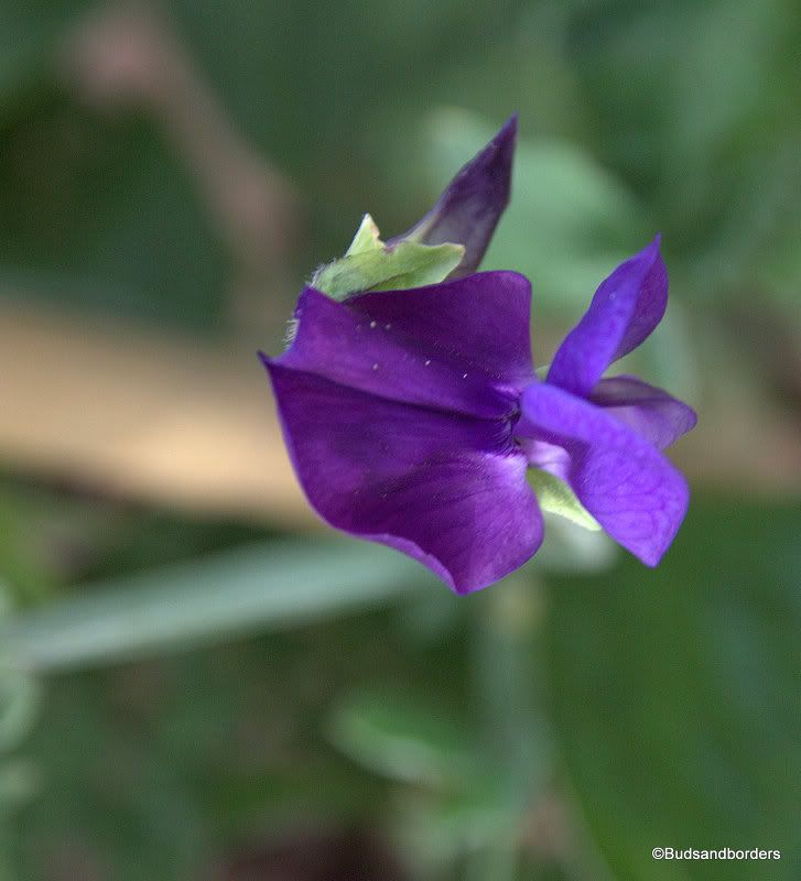sweetpea