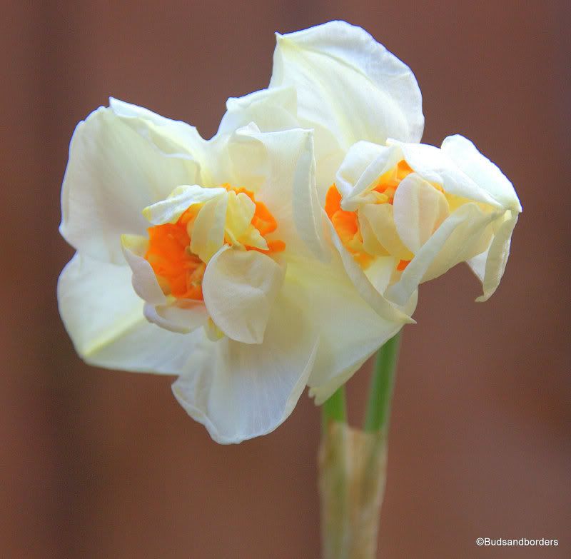daffodil