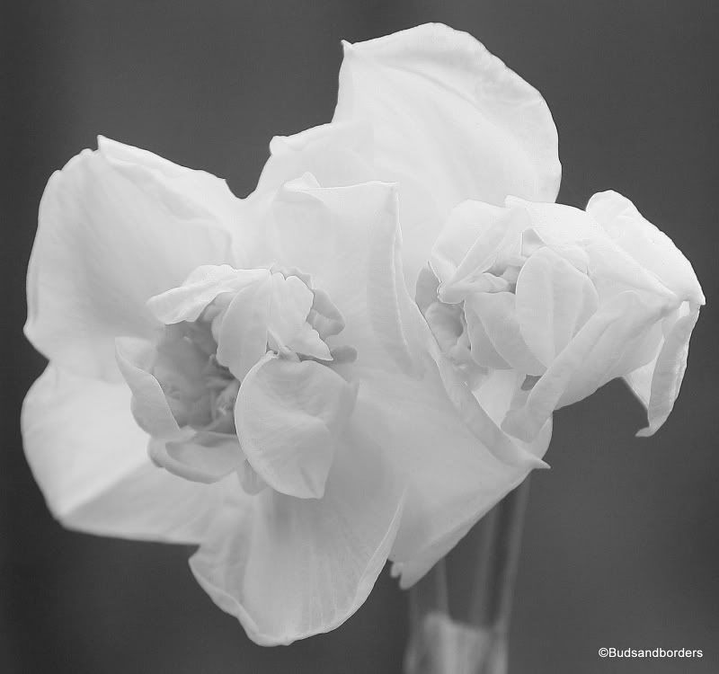 daffodil