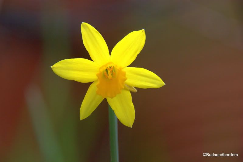 daffodil