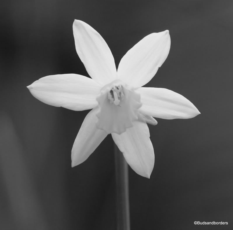 daffodil