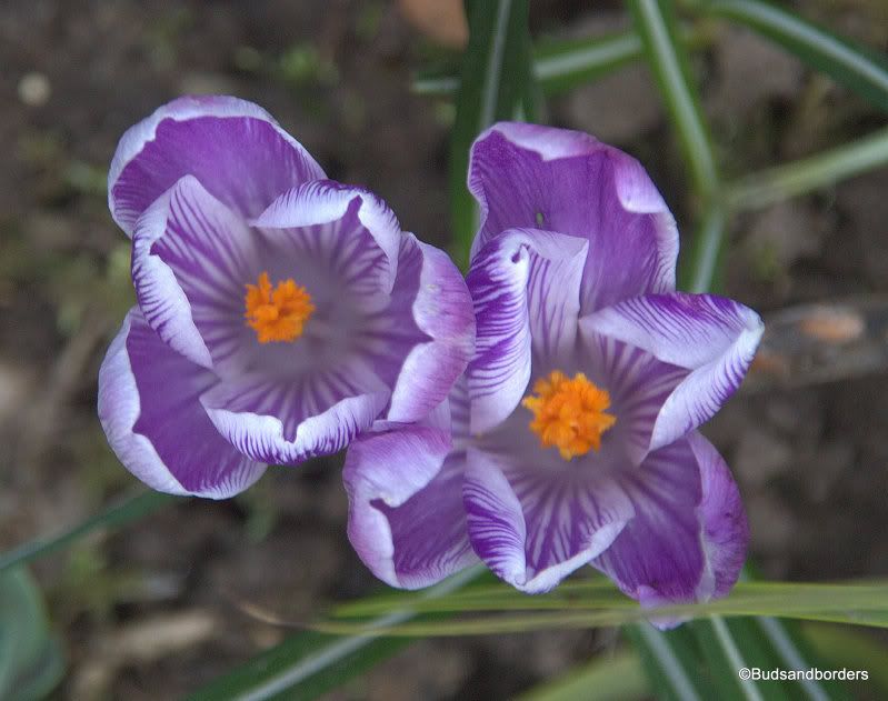 crocus