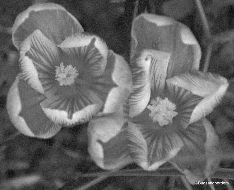 crocus