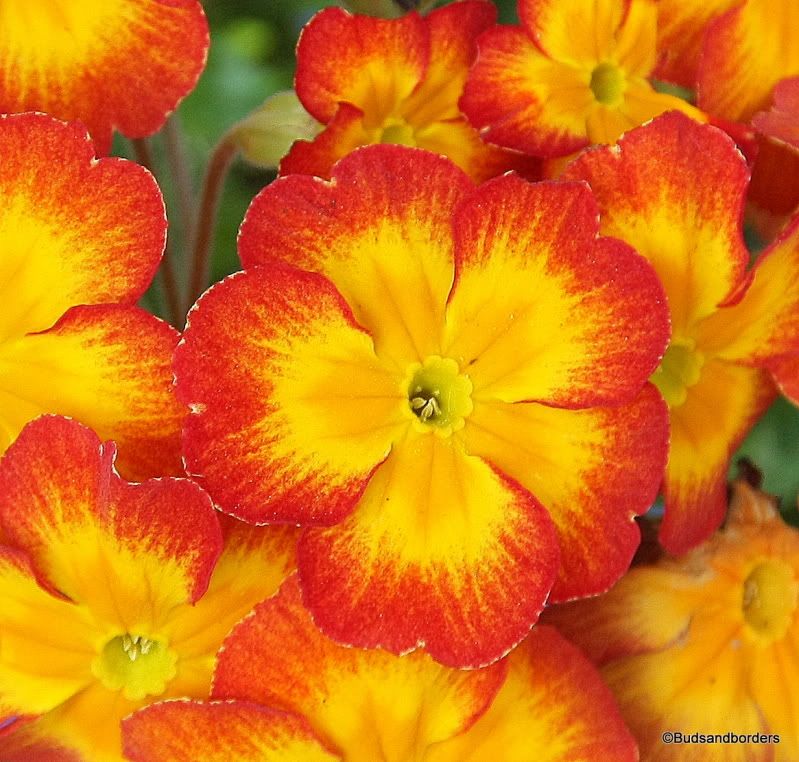 Primula